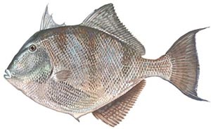 Grey Triggerfish Sport Fishing